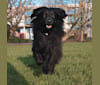 Hero, a German Shepherd Dog and Poodle (Small) mix tested with EmbarkVet.com