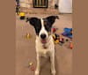 Luther, a Border Collie and Catahoula Leopard Dog mix tested with EmbarkVet.com