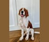 Atlas, an Irish Red and White Setter (4.5% unresolved) tested with EmbarkVet.com