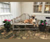 Baloo, a Cane Corso and Labrador Retriever mix tested with EmbarkVet.com