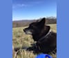 Fox, a Chow Chow and Australian Cattle Dog mix tested with EmbarkVet.com