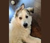 Appa, a Great Pyrenees and German Shepherd Dog mix tested with EmbarkVet.com