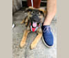 Cap, a Hong Kong Village Dog tested with EmbarkVet.com