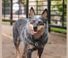 Malibu, an Australian Cattle Dog tested with EmbarkVet.com