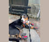 Heinz, an Entlebucher Mountain Dog tested with EmbarkVet.com
