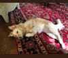 Wendy, a Labrador Retriever and German Shepherd Dog mix tested with EmbarkVet.com