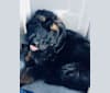 Trotsky, a Bernedoodle tested with EmbarkVet.com