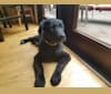 Maximus Love Huggins, a Labrador Retriever and American Staffordshire Terrier mix tested with EmbarkVet.com