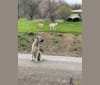 Wolf House Kimba, an Anatolian Shepherd Dog tested with EmbarkVet.com