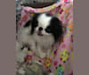 Lucy, a Japanese Chin tested with EmbarkVet.com