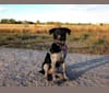 Photo of Piper, an Australian Cattle Dog and Mixed mix in Albuquerque, New Mexico, USA