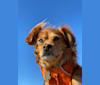 Ajuni, a Chihuahua and Dachshund mix tested with EmbarkVet.com