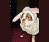 Frankie Sinatra, a Boston Terrier tested with EmbarkVet.com