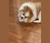 Eleanor, a Pomeranian tested with EmbarkVet.com