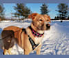 Liisi, a West Asian Village Dog tested with EmbarkVet.com