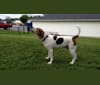 Photo of Little Joe, aka "Scar Face,"  Our #1 Hound Dog, a Treeing Walker Coonhound  in West Virginia, USA