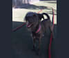 Chloe, a Miniature Schnauzer and German Shepherd Dog mix tested with EmbarkVet.com