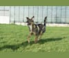 Nora, an Eastern European Village Dog tested with EmbarkVet.com