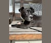 Photo of Maggie, an American Pit Bull Terrier, Akita, and American Staffordshire Terrier mix in East St. Louis, IL, USA