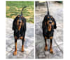 Lou, a Black and Tan Coonhound tested with EmbarkVet.com