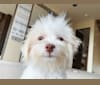 Caitlin Jr., a Havanese and Bichon Frise mix tested with EmbarkVet.com