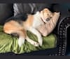 Tucker Dingus Cardwell, a German Shepherd Dog and Siberian Husky mix tested with EmbarkVet.com