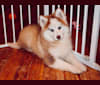 LOLLIPOP’S DAHLIA, a Siberian Husky and Pomeranian mix tested with EmbarkVet.com