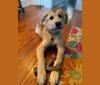 Sadie, a Great Pyrenees and German Shepherd Dog mix tested with EmbarkVet.com