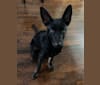 Photo of Charlee, a German Shepherd Dog and Belgian Malinois mix in Detroit, Michigan, USA