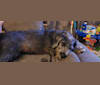 Luna, a Poodle (Small) and Bichon Frise mix tested with EmbarkVet.com