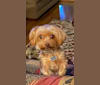 Twinkie, a Yorkshire Terrier tested with EmbarkVet.com