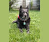 Ozzie, an Australian Cattle Dog tested with EmbarkVet.com