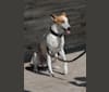 Banbury Cross Berlin, a Carolina Dog tested with EmbarkVet.com