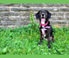 Olive Baker, a Beagle and Labrador Retriever mix tested with EmbarkVet.com