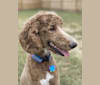journey's from ashes to "indi" blue skies, a Poodle (Standard) tested with EmbarkVet.com