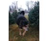 Keiser, an American Pit Bull Terrier and Labrador Retriever mix tested with EmbarkVet.com