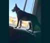 Luna, an Australian Cattle Dog and Siberian Husky mix tested with EmbarkVet.com