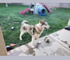 Kaia a dog tested with EmbarkVet.com