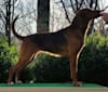 Photo of Elsa, an American Leopard Hound  in Cameron, NC, USA