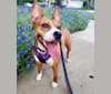 Zora, an American Pit Bull Terrier and American Staffordshire Terrier mix tested with EmbarkVet.com