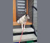 Photo of Freyja, a Norwegian Elkhound  in SF, California, USA