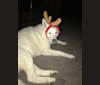 Snow, a Siberian Husky and Alaskan Malamute mix tested with EmbarkVet.com