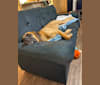 Zoey, a Saint Bernard and Mastiff mix tested with EmbarkVet.com