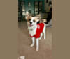 Charlie Chaplin Meadows, an American Village Dog tested with EmbarkVet.com