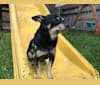 Rigley, a Chihuahua and Shih Tzu mix tested with EmbarkVet.com