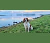 Vlinder, a Nederlandse Kooikerhondje tested with EmbarkVet.com
