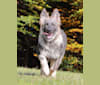 "Hidayah" Wild Ice Hidayah Fenris Fangs, a German Shepherd Dog tested with EmbarkVet.com