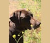 Kona, a Labrador Retriever and German Shorthaired Pointer mix tested with EmbarkVet.com