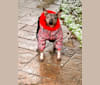 IRVINA VITA DALIMBERTI, an American Hairless Terrier tested with EmbarkVet.com