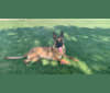 Mugsy, a German Shepherd Dog and Belgian Malinois mix tested with EmbarkVet.com